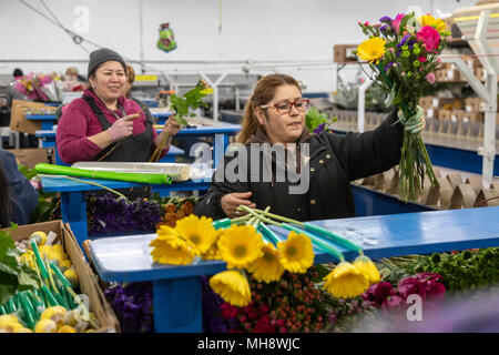 Doral, Florida - Arbeitnehmer Prozess Schnittblumen aus Südamerika in die USA Blumenstrauß Lagerhaus in der Nähe des Miami Flughafen. Arbeiten bei 40 Grad F, Frauen pa Stockfoto