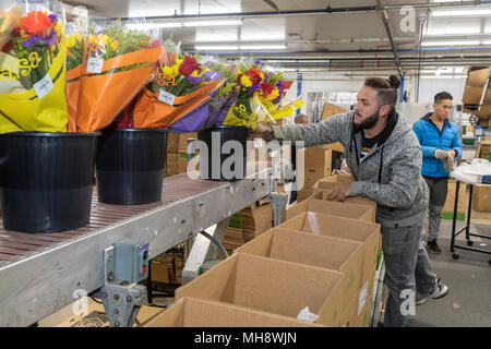 Doral, Florida - Arbeitnehmer Prozess Schnittblumen aus Südamerika in die USA Blumenstrauß Lagerhaus in der Nähe des Miami Flughafen. Arbeiten bei 40 Grad F, Arbeitnehmer Stockfoto