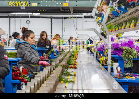 Doral, Florida - Arbeitnehmer Prozess Schnittblumen aus Südamerika in die USA Blumenstrauß Lagerhaus in der Nähe des Miami Flughafen. Arbeiten bei 40 Grad F, Frauen pa Stockfoto