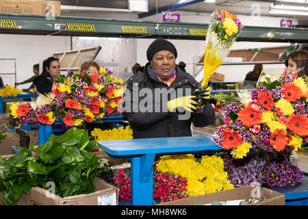 Doral, Florida - Arbeitnehmer Prozess Schnittblumen aus Südamerika in die USA Blumenstrauß Lagerhaus in der Nähe des Miami Flughafen. Arbeiten bei 40 Grad F, Frauen pa Stockfoto