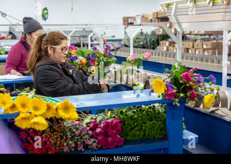 Doral, Florida - Arbeitnehmer Prozess Schnittblumen aus Südamerika in die USA Blumenstrauß Lagerhaus in der Nähe des Miami Flughafen. Arbeiten bei 40 Grad F, Frauen pa Stockfoto