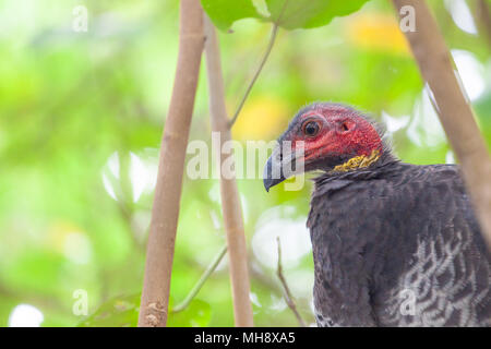Brushturkey Portrait - Australian Native Bird Stockfoto