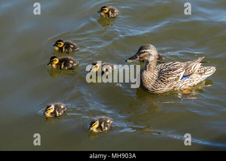 Eine weibliche Stockente (Anas platyrhynchos) und ihr Entenküken. Stockfoto