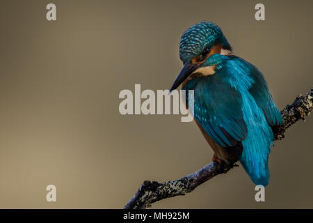 Der britische Kingfisher thronte nach links Stockfoto