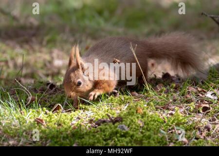 Red squirrel, sciurus Vulgaris, silhouette sitzen auf Heidekraut und Gras in die Wälder des Cairngorms National, Schottland essen Muttern Stockfoto
