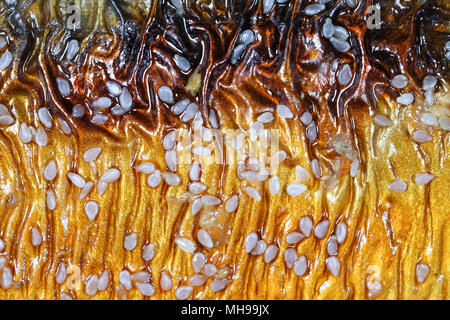 Hintergrund Nahaufnahme Saba Fisch teriyaki und Sesam vom Grill im Restaurant Stockfoto