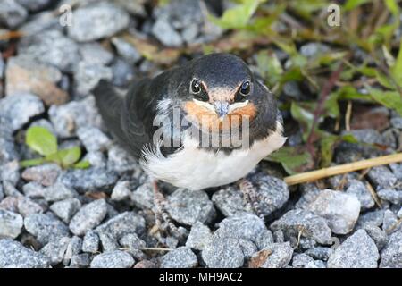 Jugendliche, rauchschwalbe Hirundo Rustica Stockfoto