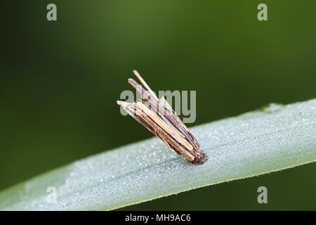 Schützende Hülle der Gemeinsamen bagworm Motte Larve, Psyche casta Stockfoto