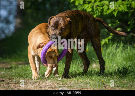 Die Pit Bulldogs spielen mit einem Spielzeug Stockfoto