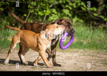 Die Pit Bulldogs spielen mit einem Spielzeug Stockfoto