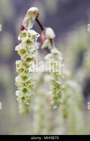 Frühling Blumen von Corylopsis sinensis 'Spring Purple' auch als schlüsselblume Bush bekannt, Chinesische Winter Haselnuß oder Winter Hazel. April Stockfoto