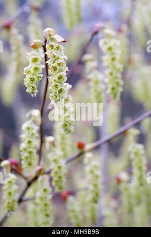 Frühling Blumen von Corylopsis sinensis 'Spring Purple' auch als schlüsselblume Bush bekannt, Chinesische Winter Haselnuß oder Winter Hazel. April Stockfoto