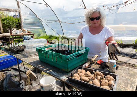 Ältere Frau Gartenarbeit in polytunnel Stockfoto