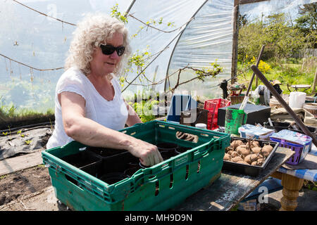 Ältere Frau Gartenarbeit in polytunnel Stockfoto