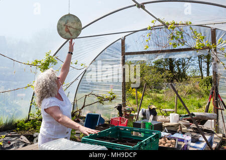 Ältere Frau Gartenarbeit in polytunnel Stockfoto