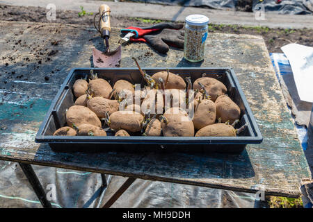 Ältere Frau Gartenarbeit in polytunnel Stockfoto