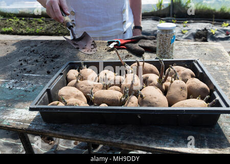 Ältere Frau Gartenarbeit in polytunnel Stockfoto