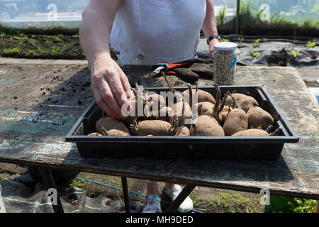 Ältere Frau Gartenarbeit in polytunnel Stockfoto