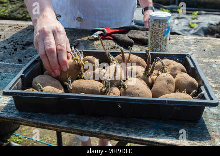 Ältere Frau Gartenarbeit in polytunnel Stockfoto