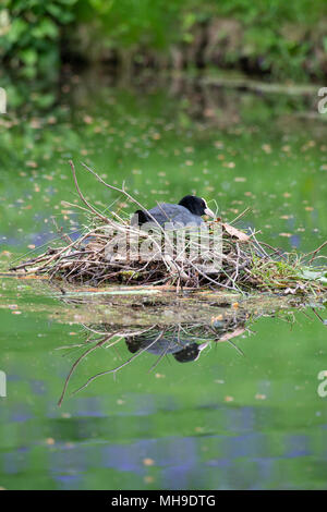 : Blässhuhn Fulica atra. Am Nest. Surrey, Großbritannien. Stockfoto