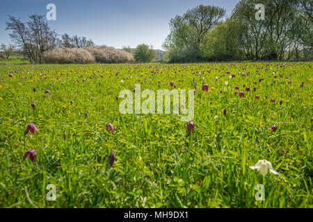 Snakeshead Fritillary: Fritillaria meleagris. Beech Hill, Berks. Großbritannien Stockfoto