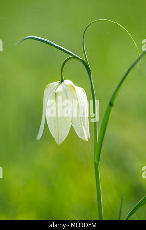 Snakeshead Fritillary: Fritillaria meleagris. Beech Hill, Bucks. Großbritannien Stockfoto