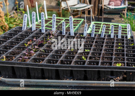 Saatgut Fächer mit Sämlinge in einem polytunnel Potting Shed Stockfoto