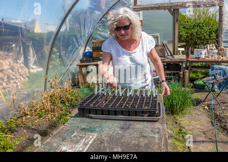 Ältere Frau Gartenarbeit in polytunnel Stockfoto