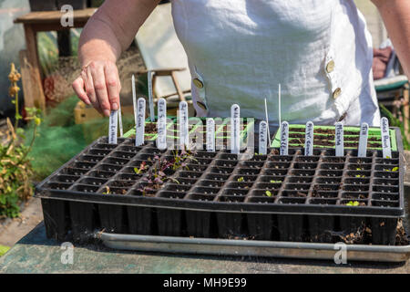 Ältere Frau Gartenarbeit in polytunnel Stockfoto