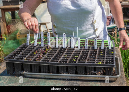 Ältere Frau Gartenarbeit in polytunnel Stockfoto