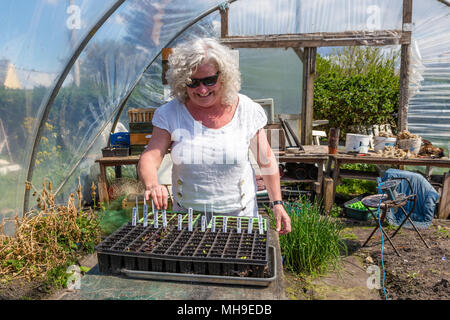 Ältere Frau Gartenarbeit in polytunnel Stockfoto