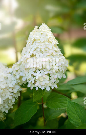 Nahaufnahme der Blüte, white Hydrangea paniculata Blumen im dunstigen Sonnenschein Stockfoto