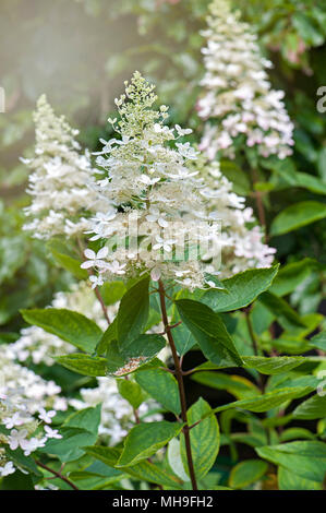 Nahaufnahme der Blüte, white Hydrangea paniculata Blumen im dunstigen Sonnenschein Stockfoto