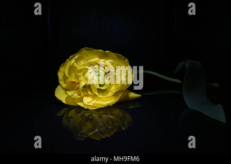 Gelbe Päonie Tulip Stockfoto