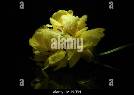 Gelbe Päonie Tulip Stockfoto