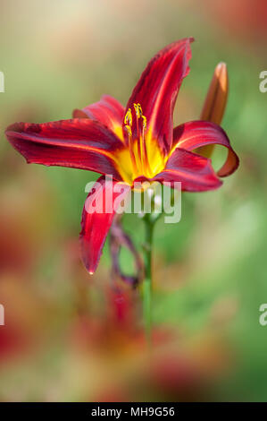 Nahaufnahme eines einzelnen Rot, Blüte Tag Lily auch bekannt als Hemerocallis. Stockfoto