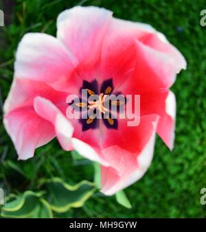 Zarte Zentrum von pink tulip Stockfoto