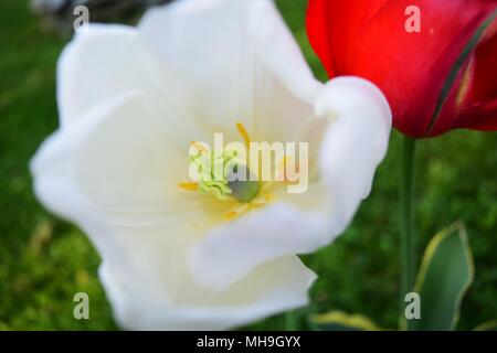 Zarte Zentrum von White Tulip Stockfoto