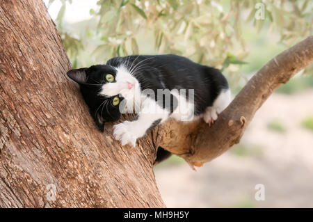 Nette junge Katze, Tuxedo Muster schwarz und weiß Bicolour, fühlt sich gut und Spielen und reiben ihre Fläche auf einem Ast eines Olivenbaums, Zypern Stockfoto