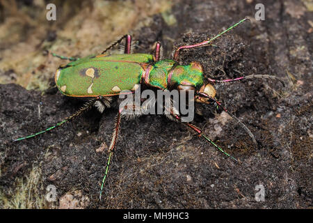 Green Tiger Beetle (Cicindela campestris) ruhen auf dem Boden. Tipperary, Irland Stockfoto