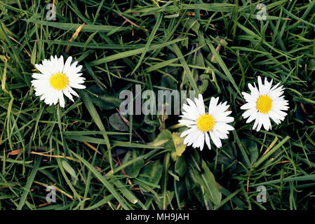 Drei Gänseblümchen daisys grüne Gras Hintergrund Kopie Raum niemand leer Paar stachelbeeren zwei und einem heraus links Beziehung Konzept eine Dreierbeziehung Stockfoto