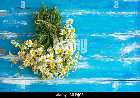 Blumenstrauß aus Frisch gepflückte Kamille Blumen gebunden mit Garn im Alter von Plank Holz blauen Hintergrund. Beauty Skin Care gesunde Tees Tee Detox Konzept. P Stockfoto