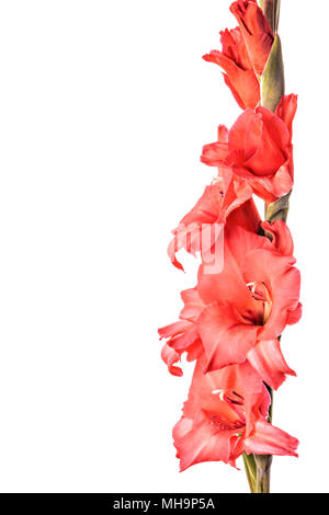 Gladiolus Blumen auf weißem Hintergrund Stockfoto