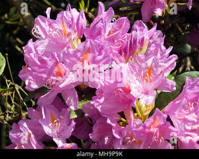 Rosa Rhododendron Blüte Stockfoto