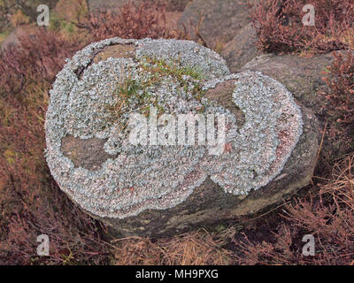 Grünen Flechten auf Felsen, Parmelia Sulcata, Alfreton, Derbyshire Stockfoto