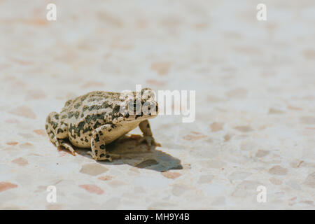 Eine schöne braune Frosch sitzt auf einem Boden. Der frühe Frühling Landschaft. Neues Leben im Frühling. Flache Tiefenschärfe Stockfoto