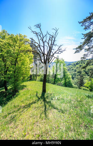 Die Sonne scheint durch eine majestätische Grüner Baum der Schweiz Stockfoto