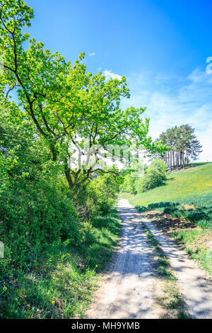 Die Sonne scheint durch eine majestätische Grüner Baum der Schweiz Stockfoto