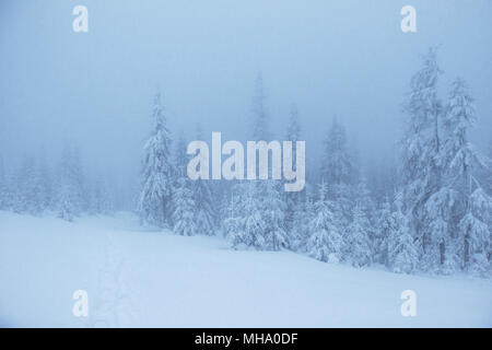 Gefrorene winter Wald im Nebel. Pine Tree in der Natur mit frischem Schnee bedeckt, Karpaten Ukraine Stockfoto