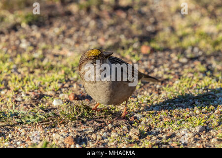 Golden gekrönte Spatz (Zonotrichia atricapilla) für Essen auf dem Boden, Point Lobos State Naturpark, Kalifornien, USA hat. Stockfoto
